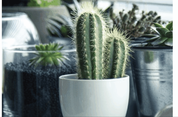 gif zooming into a cactus raster image